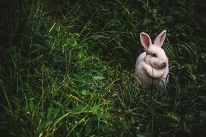 il paese delle meraviglie esiste