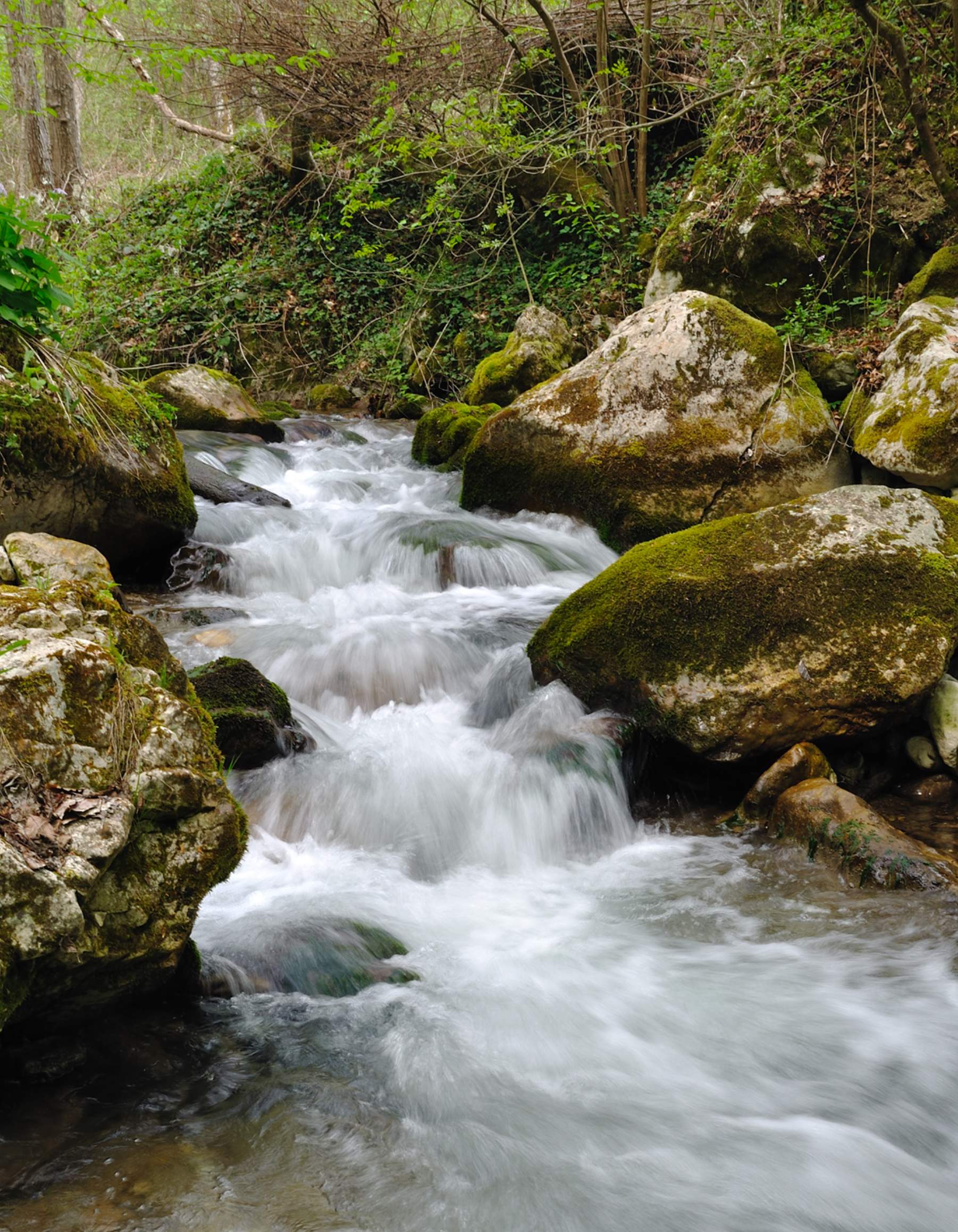 torrente